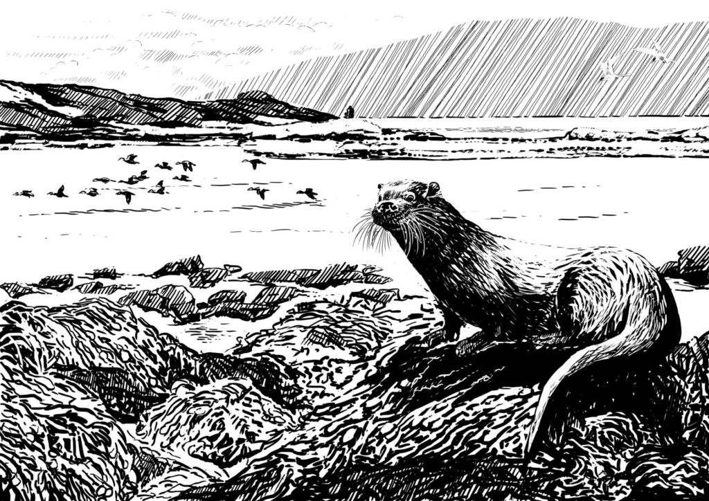 Eurasian Otter. Drawing, Simon Mustoe