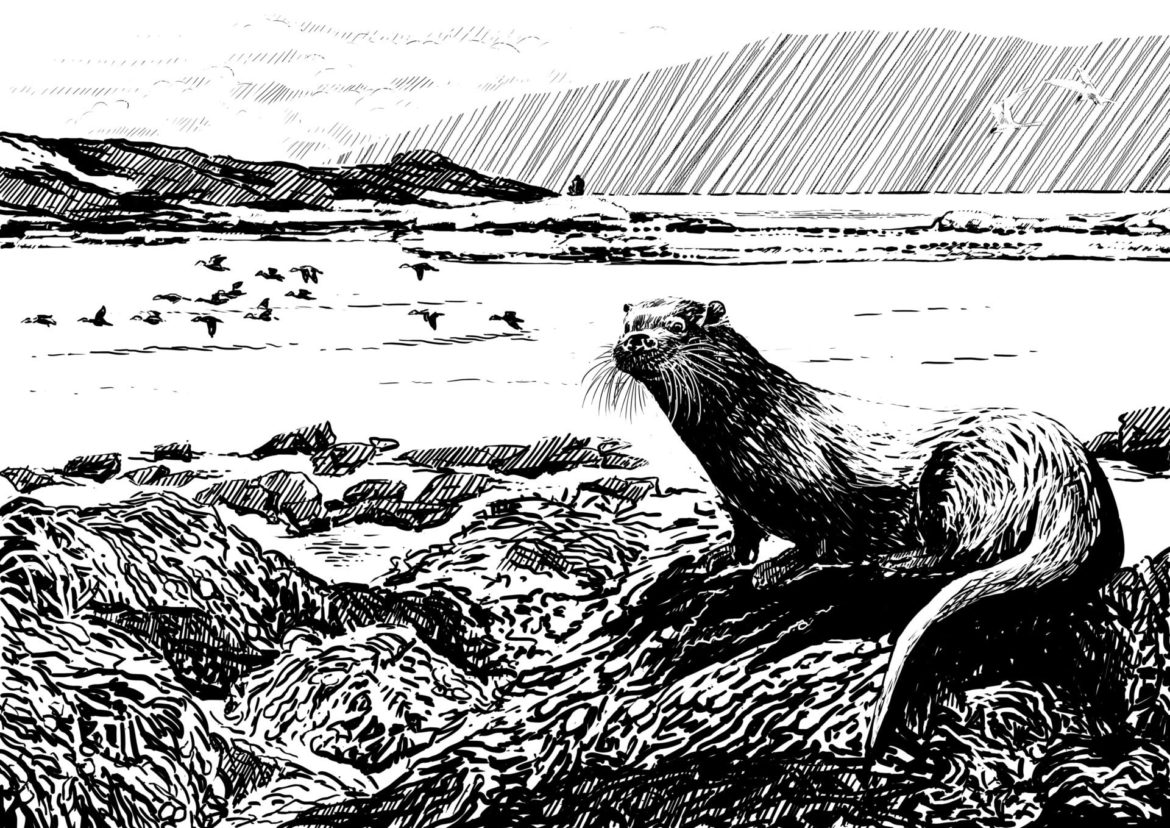 Eurasian Otter. Drawing, Simon Mustoe
