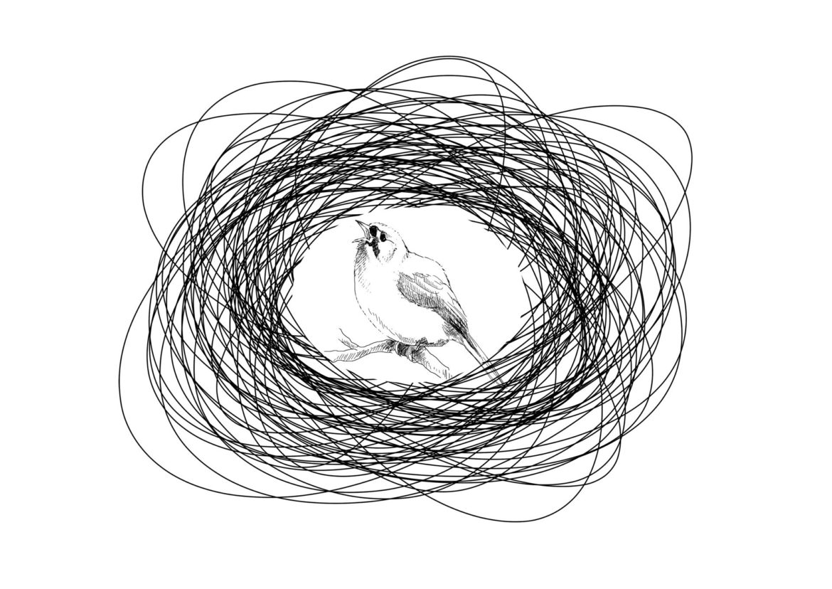 Bell Miner. Drawing, Simon Mustoe.