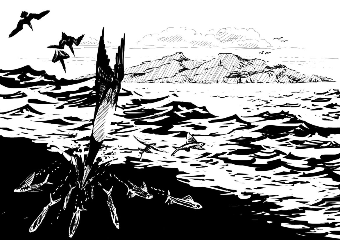 Brown Boobies feeding on Flying Fish. Drawing, Simon Mustoe