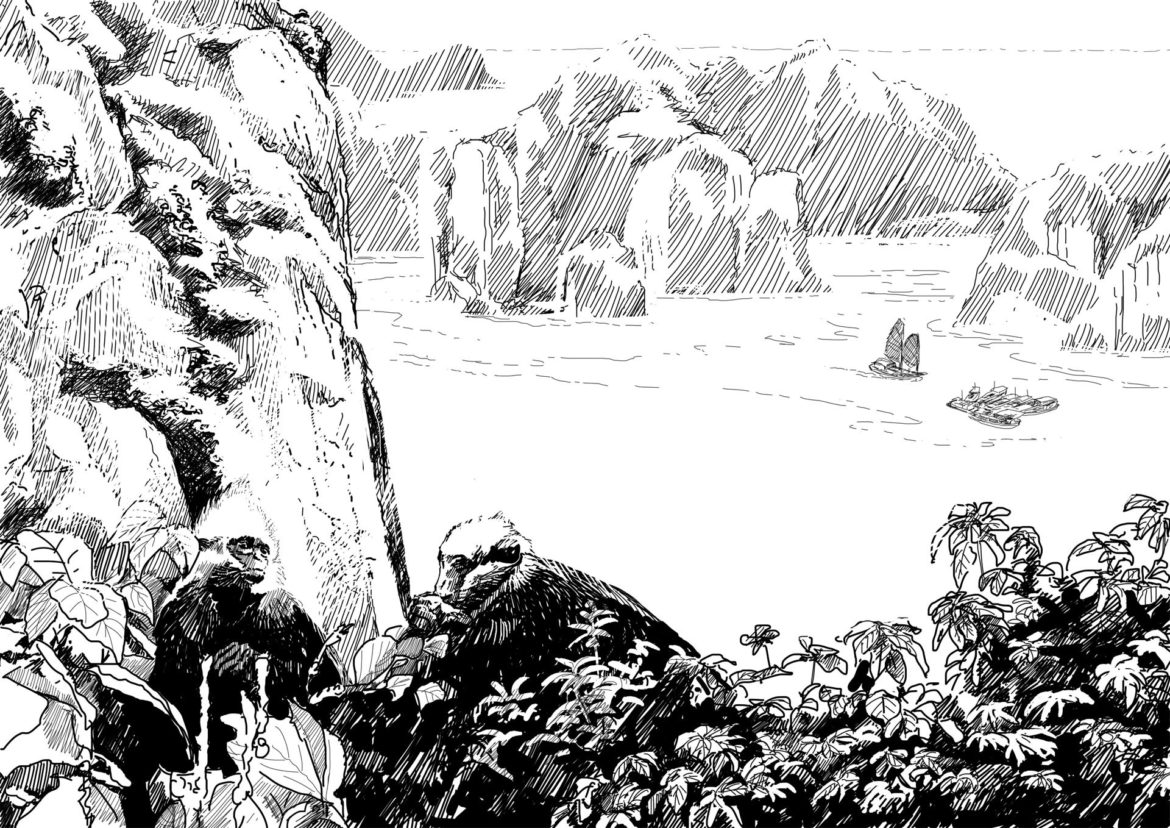 Cat Ba Langur. Drawing, Simon Mustoe.
