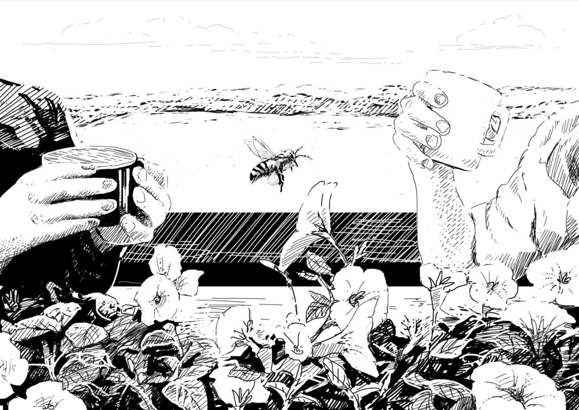Honey bee visiting a caffeine-laden flower. Drawing, Simon Mustoe.