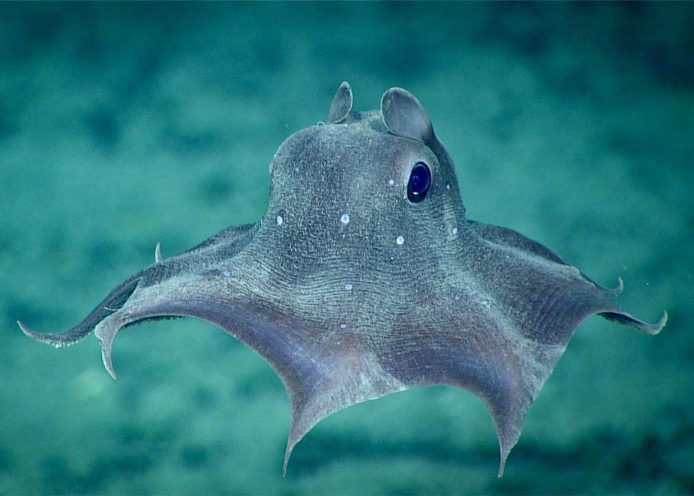 Deep sea mining is the latest ocean climate catastrophe