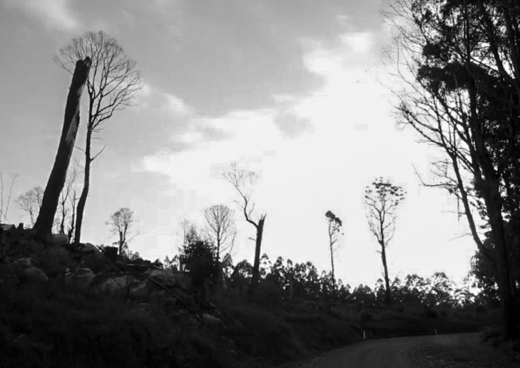 Greater Glider Habitat Trees
