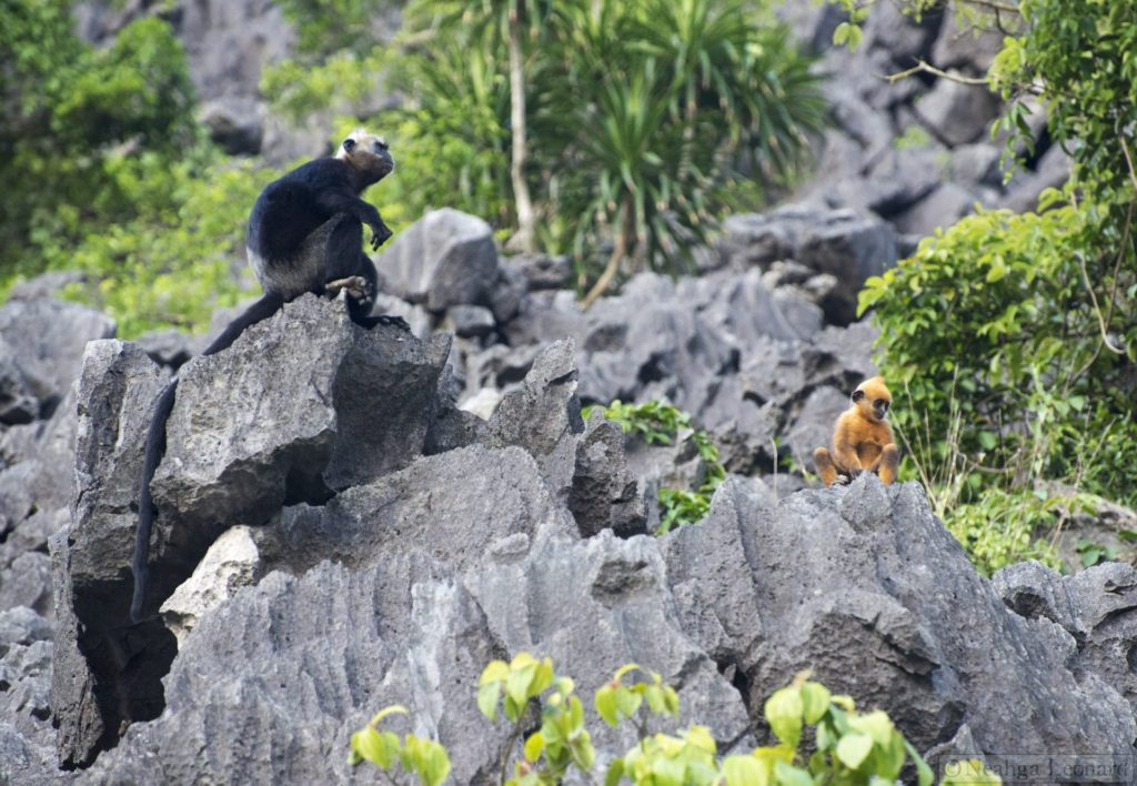 Why are Cat Ba Langurs important? What if Cat Ba Island's ecosystems, tourism and fisheries cannot function into the future without the langurs? Surely, we can see that the mountains and forest we have today, ones with disastrously low numbers of these majestic primates, are not the ones we need for the future. 