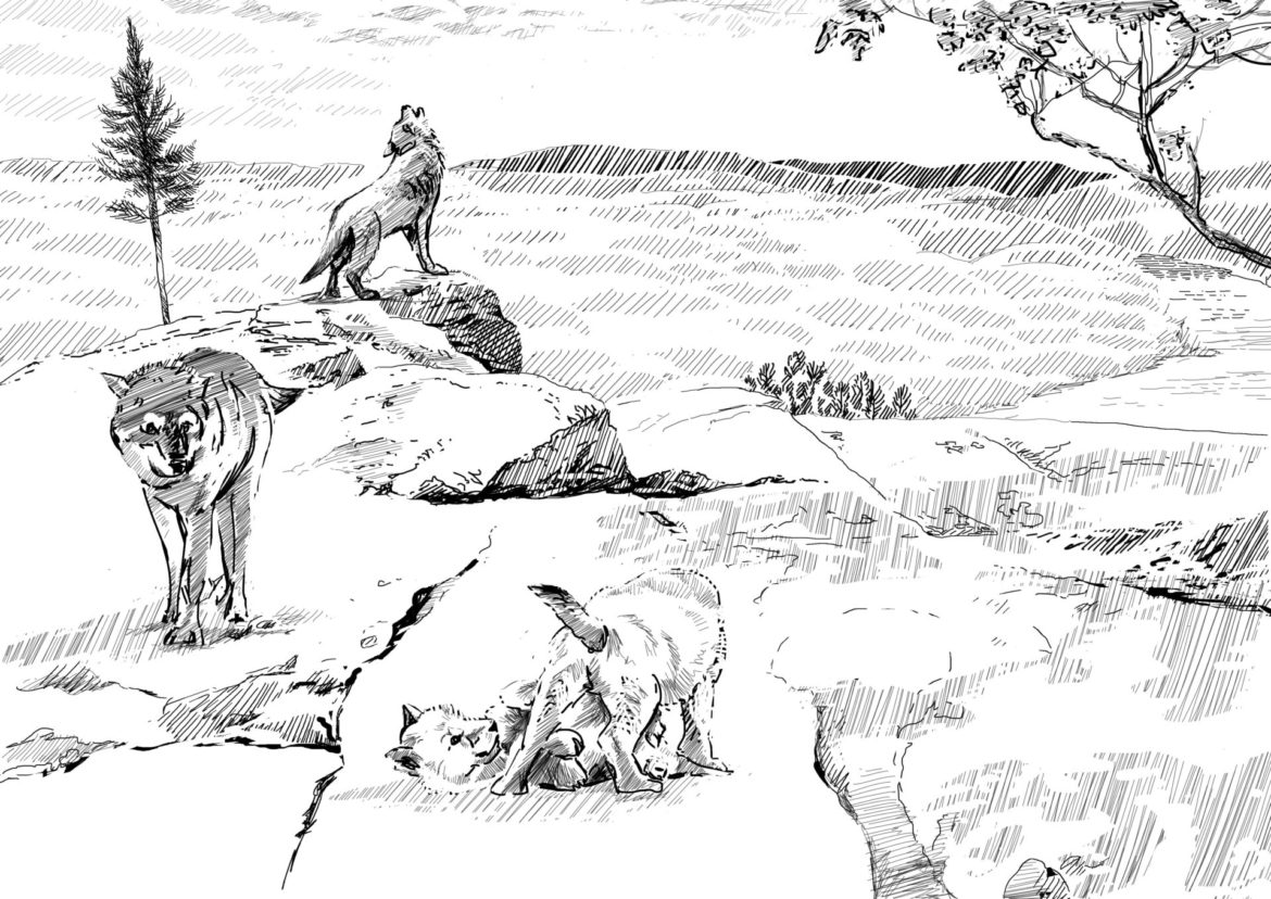Gray Wolves. Drawing, Simon Mustoe.
