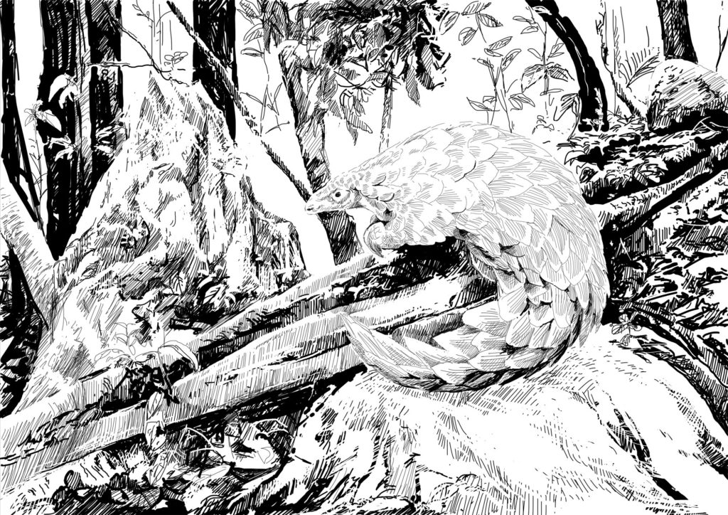 COVID19 wasn't made in a lab. Scientists refer to coronaviruses as 'generalist, promiscuous viruses'. In other words, they already exist in nature. Viruses and disease are important for a healthy environment and only become runaway problems, when ecosystem structures topple and malfunction. Pangolin are common vectors for the disease. Drawing by Simon Mustoe.