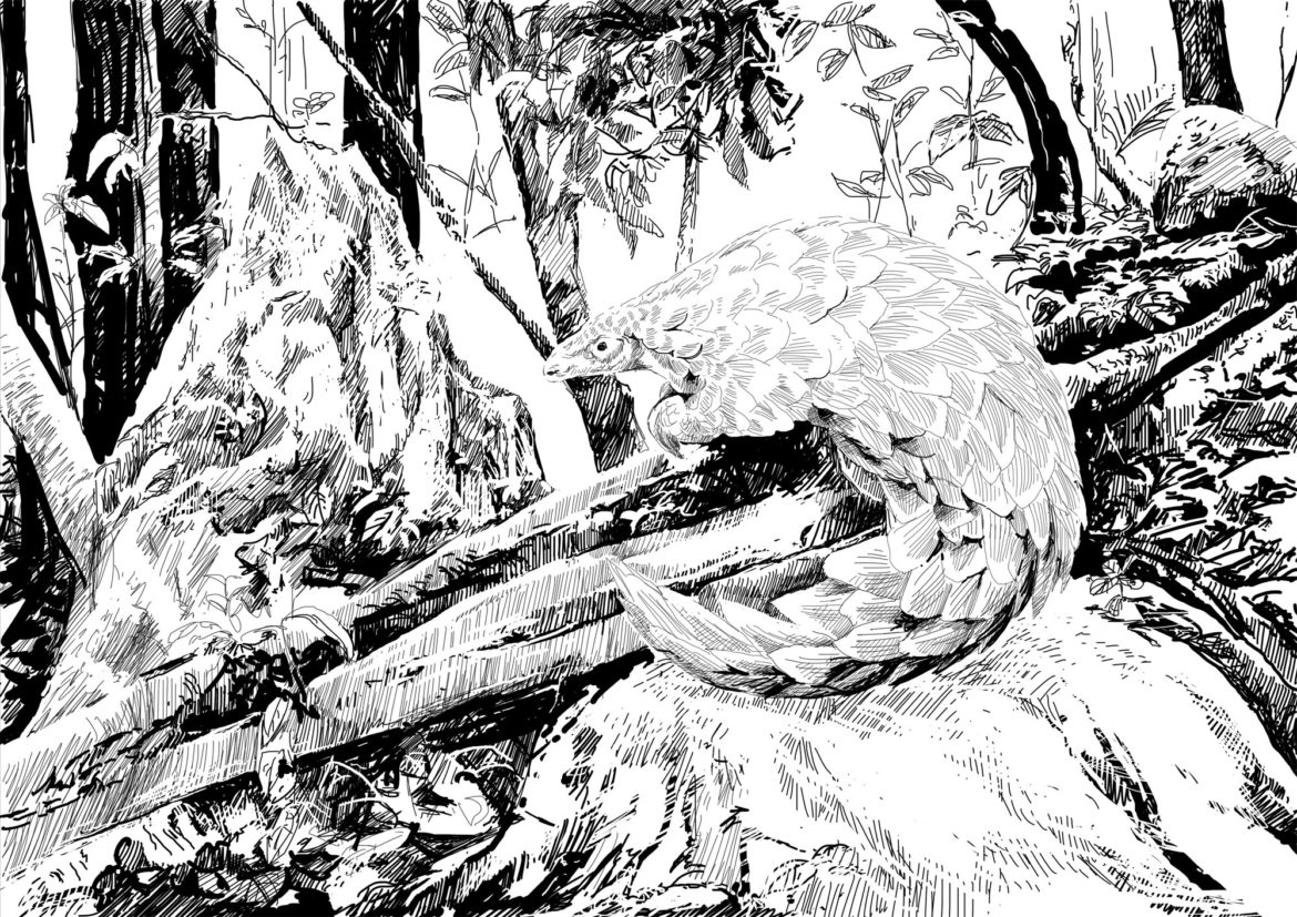 Pangolin. Drawing by Simon Mustoe.