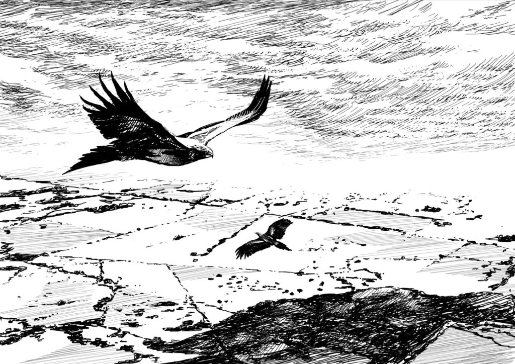 Wedge-tailed-eagle. Drawing by Simon Mustoe.