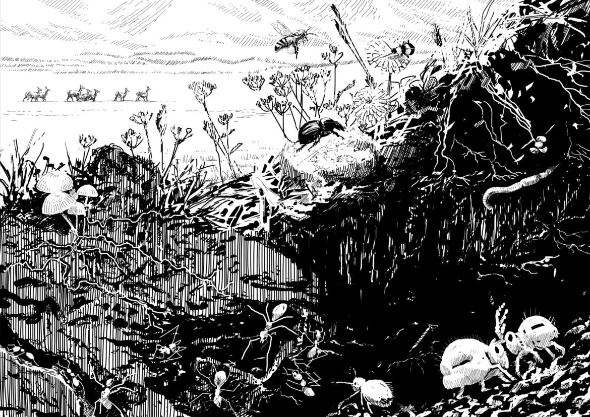 The soil-pollen cycle. Drawing, Simon Mustoe.