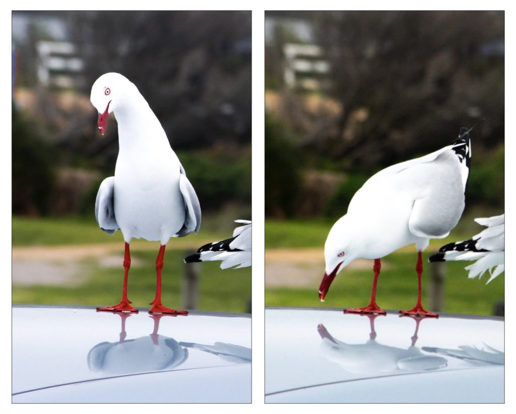 Animality and how similar we are to other wildlife. A Silver Gull admiring its reflection in a car roof. Photo, Simon Mustoe.