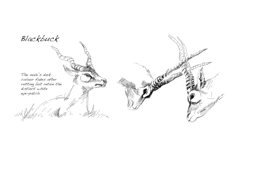 Do animals seek revenge? Blackbuck are equipped with weapons that could easily be used to inflict harm on each other. But injuries are rare. Mostly animals just posture and evolution has selected for non-combative alternatives to actual fighting. It's not in the nature of wildlife to fight for the sake of it, or seek any kind of unnecessary retaliation. Drawing, Simon Mustoe.