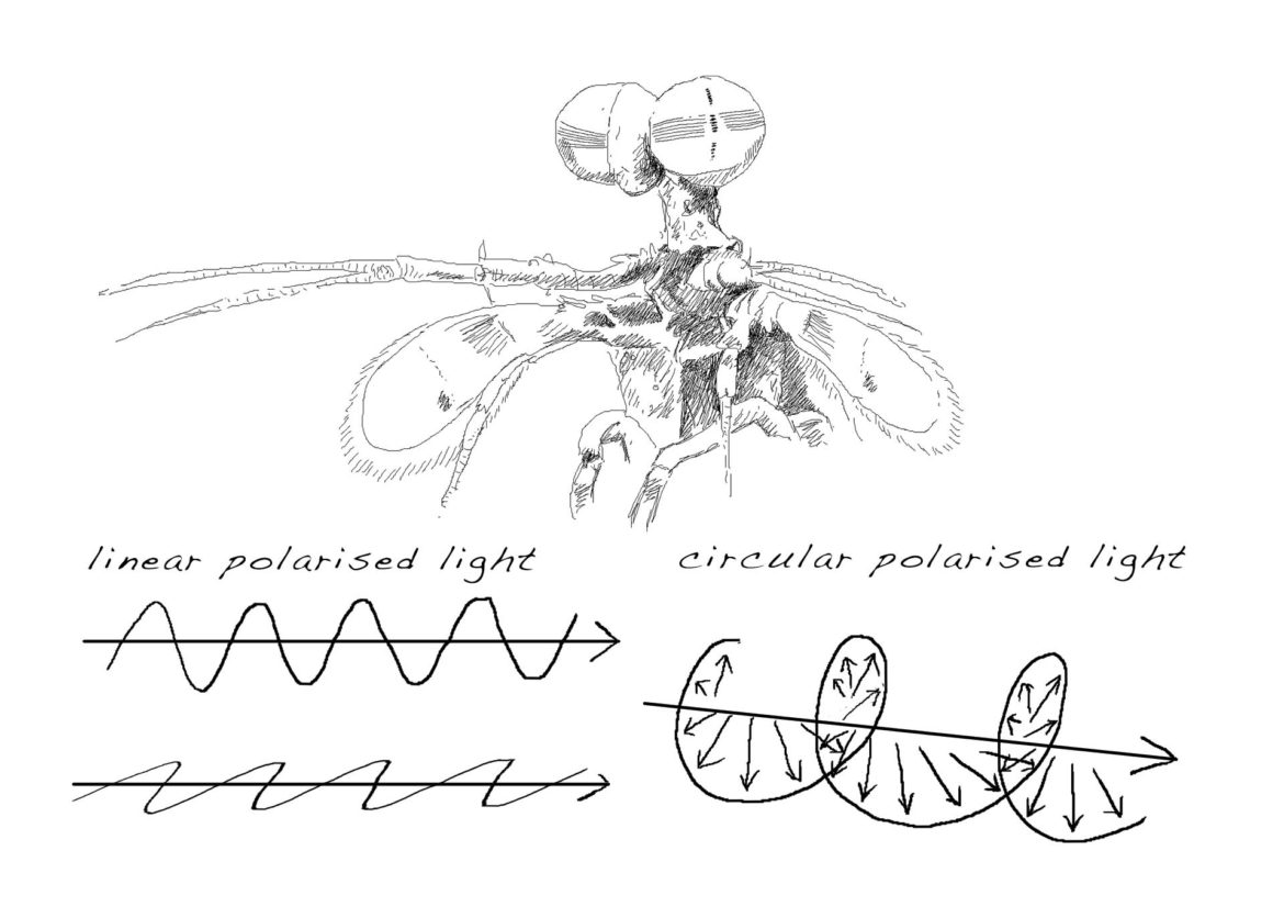 However, Mantis Shrimps are currently the only group of animals known to be able to detect circular polarised light using arrangements of nanocrystals in their eyes[87]. Not only that, they have structures embedded in their shell that can reflect it for territorial purposes, mating and defence. It’s thought this is an ideal way to hide in plain sight.