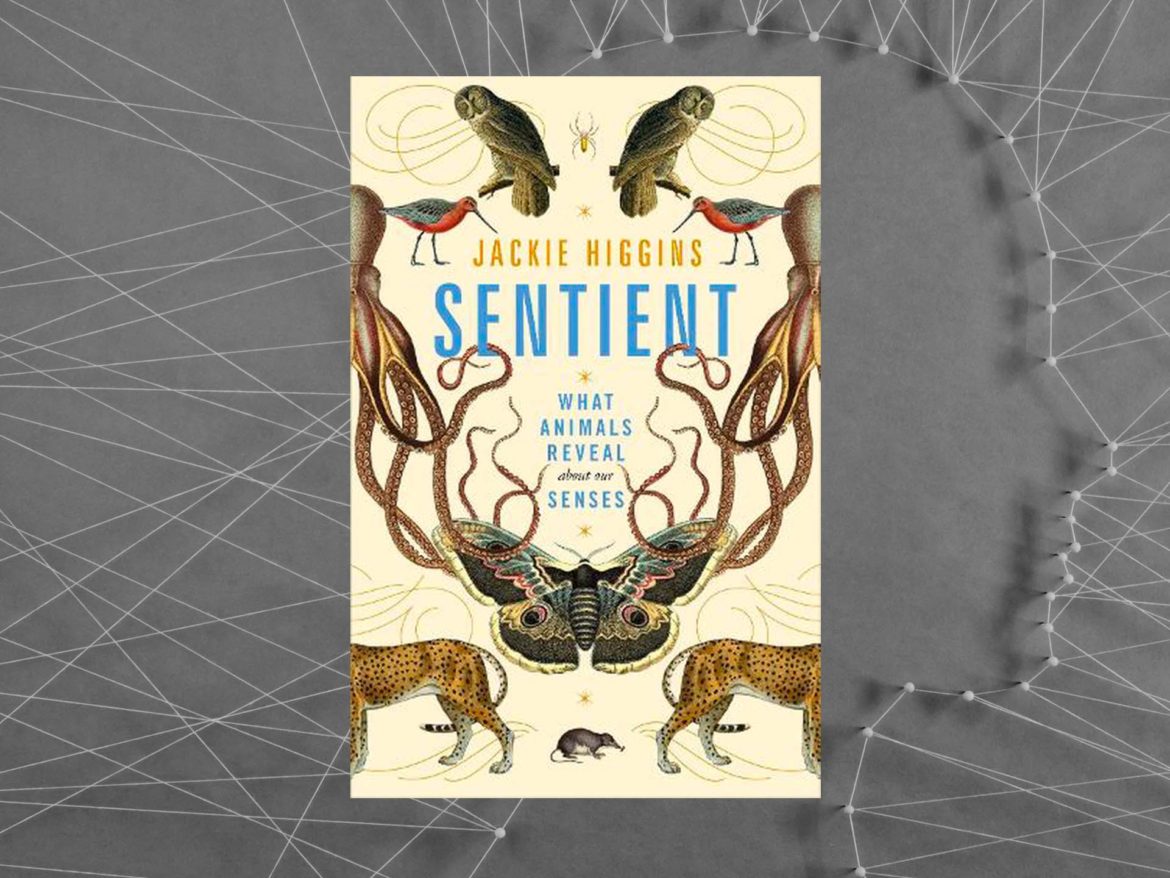 Sentient by Jackie Higgins