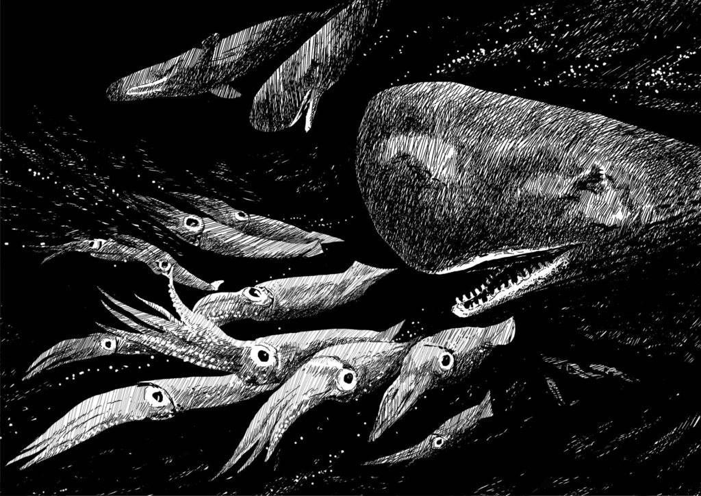 Sperm Whales chasing squid in the deep sea. Sperm Whales can eat almost a tonne of prey each day, which means catching between 350-700 squid. They do this using incredible sensory adaptations combined with an ability to know exactly where squid occur and contributing back to the health of supporting ecosystems. These social and cultural connections to the ocean have developed over many thousands of years and are a large part of the puzzle about how animals like Sperm Whales can make a living. Drawing by Simon Mustoe.
