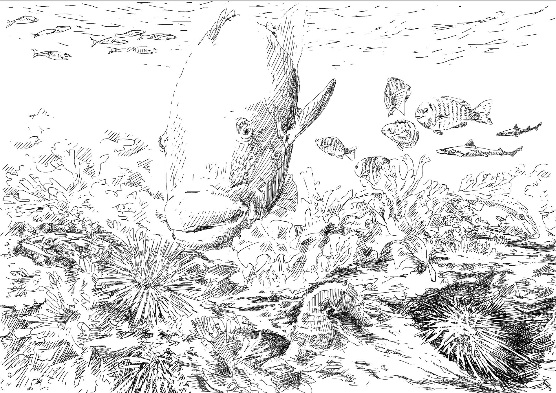 Sea urchin barrens, how to rebuild an ecosystem without killing it