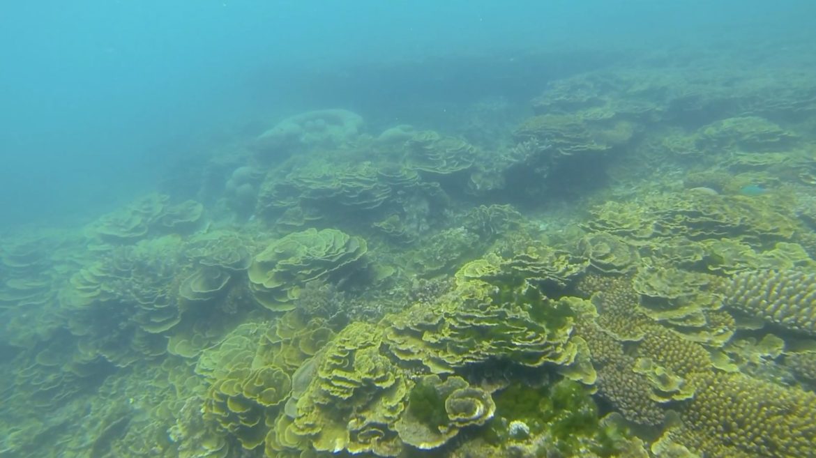 What does healthy coral reef look like?