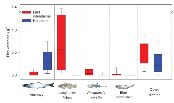 Fish get less abundant when it's warmer, but does it matter? Anchovies (left) were less abundant during the last interglacial (red bar).