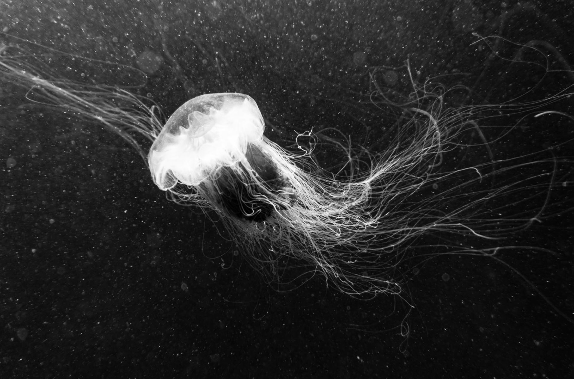 Port Phillip Bay jellyfish, sea lettuce and bioluminescent algae