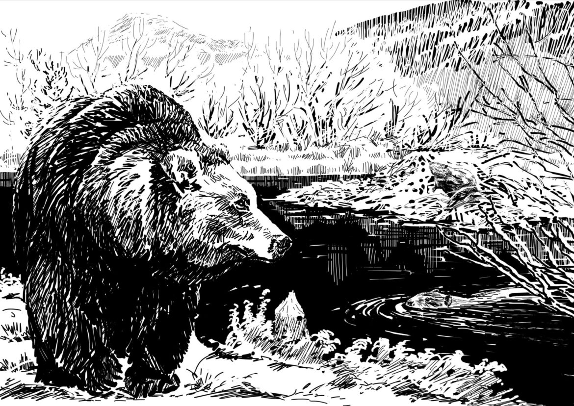 Brown bear and Eurasian Beaver, drawing by Simon Mustoe. It could be possible to restore more than half the world's landscapes by focusing conservation on just 20 species. These two large mammals are found in about 70 'ecoregions' of the world where their reintroduction would restores intact large mammal diversity.