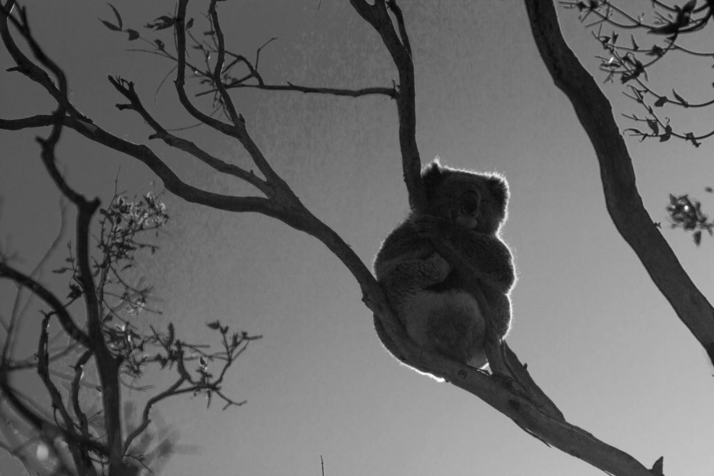 Why is Queensland flooding? Koala conservation could be the answer