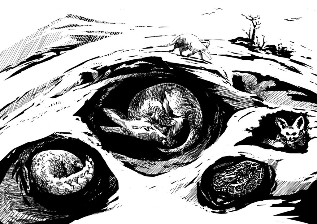 Aardvark burrows are enormous. They use them for several days at a time then either dig a new one, or renovate an existing hole. The density of burrows in a single territory is quite extraordinary and offers shelter and nesting sites for a wide range of different animals. They also shape the landscape, altering humidity patterns and creating a new patchwork for a diversity of life to thrive. Image by Simon Mustoe. Aardvark burrows are enormous. They use them for several days at a time then either dig a new one, or renovate an existing hole. The density of burrows in a single territory is quite extraordinary and offers shelter and nesting sites for a wide range of different animals. They also shape the landscape, altering humidity patterns and creating a new patchwork for a diversity of life to thrive. Image by Simon Mustoe.