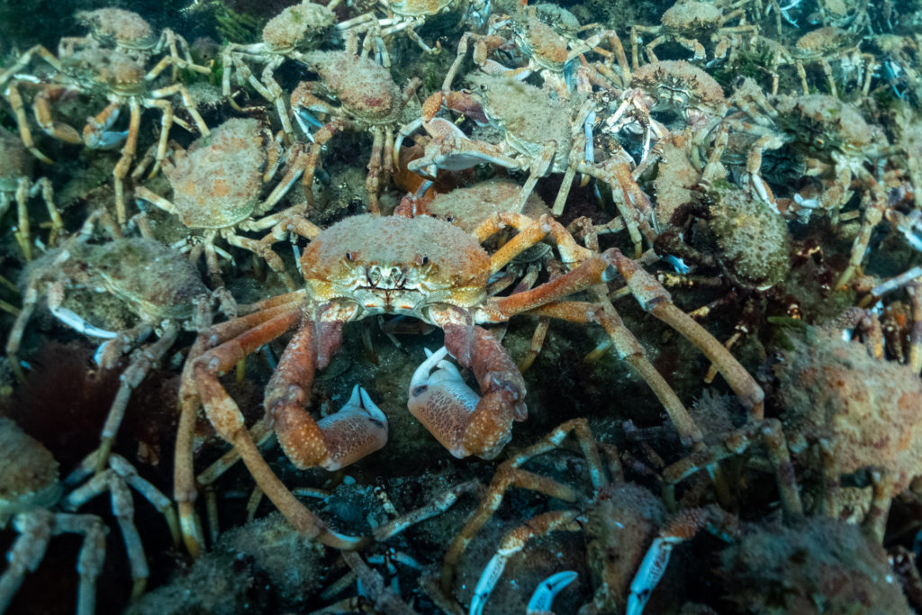 Spider Crab Conservation and Local Communities - Wildlife in the Balance