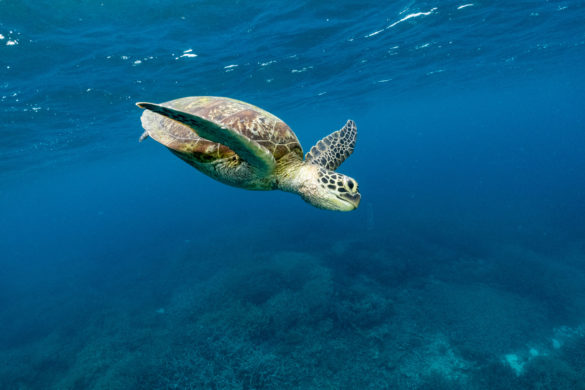 Trip report snorkelling Heron Island