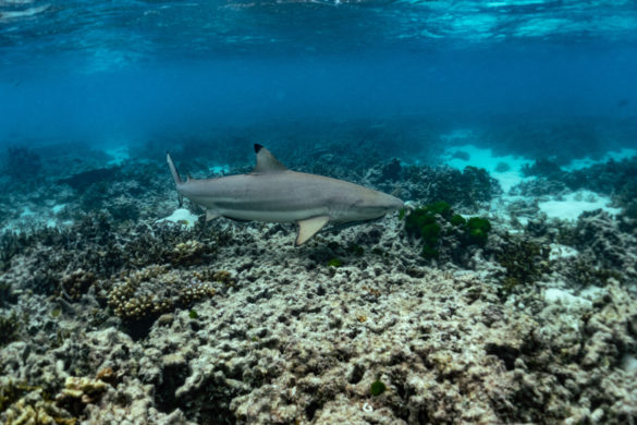 Trip report snorkelling Heron Island