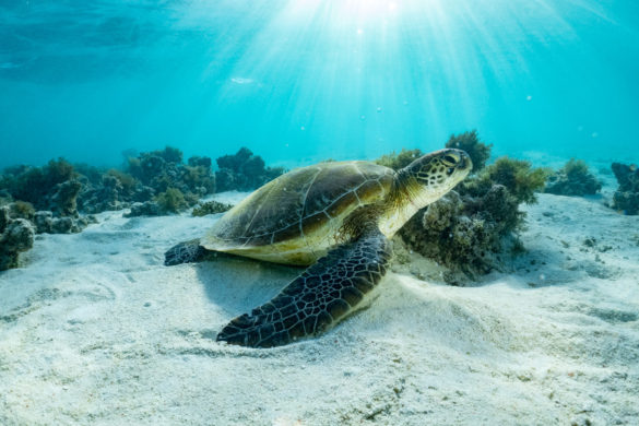 Green Turtle, Heron-Island-Article-27