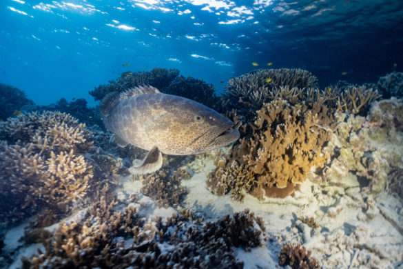 Trip report snorkelling Heron Island