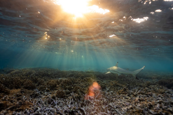Heron-Island-Article-29