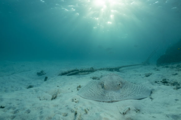 Heron-Island-Article-30