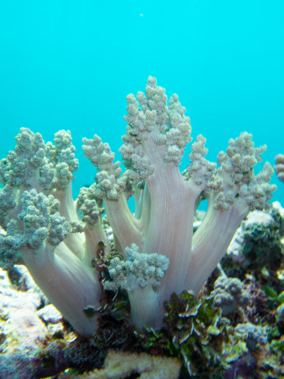 Heron-Island-Article-44