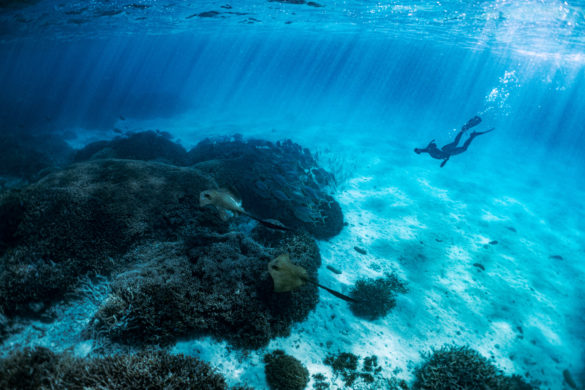 Heron-Island-Article-45
