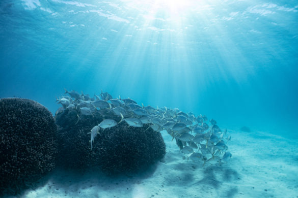 Heron-Island-Article-46