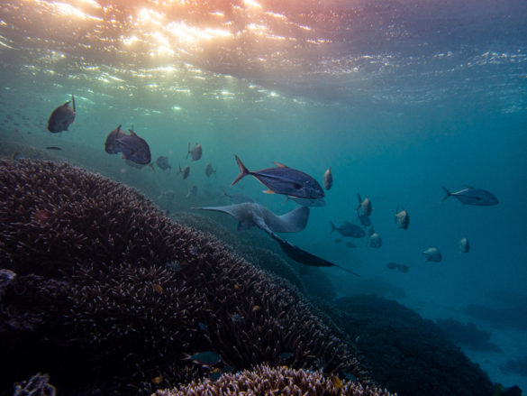 Heron-Island-Article-47 Trip report snorkelling Heron Island
