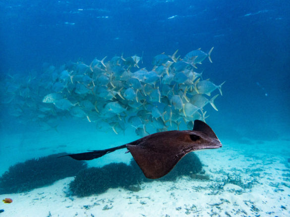 Heron-Island-Article-48