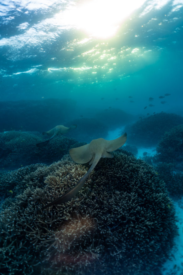 Heron-Island-Article-49