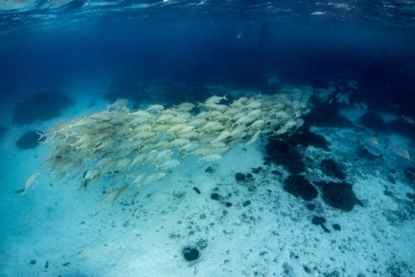 Heron-Island-Article-50