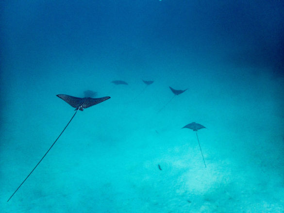 Heron-Island-Article-51