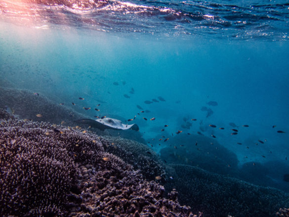 Heron-Island-Article-52