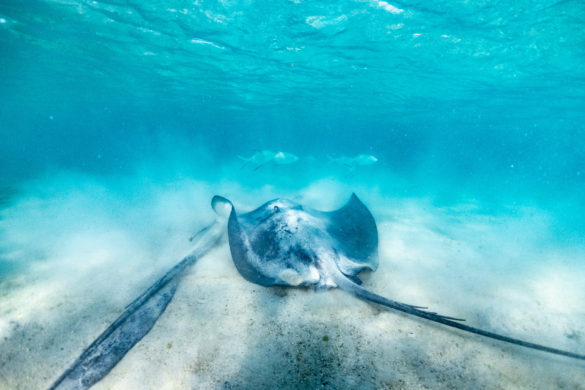 Heron-Island-Article-60