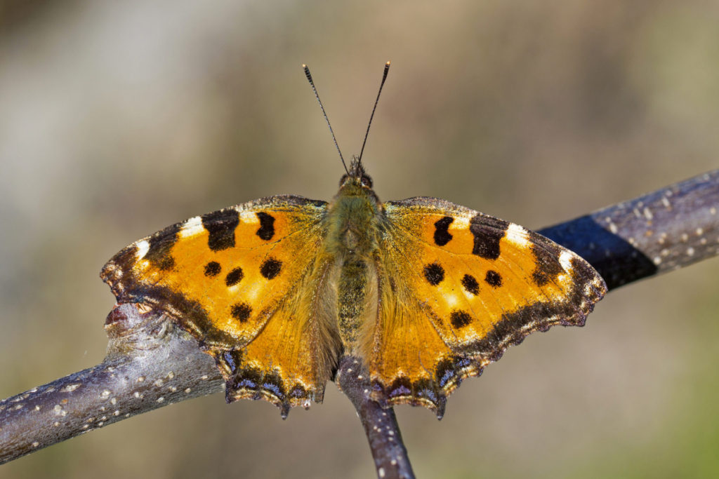 Reversing extinction using wildlife: the real power of nature. For over fifty years the Large Tortoiseshell butterfly has been extinct in Britain. Breeding colonies have just been found at Knepp Farm, the famous 'rewilding' site, written about in the book Wilding by Isabella Tree. 
