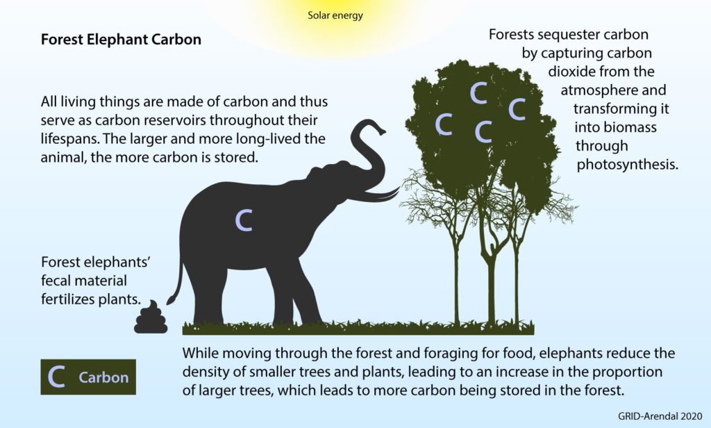 An elephant never forgets, making them formidable allies for nature