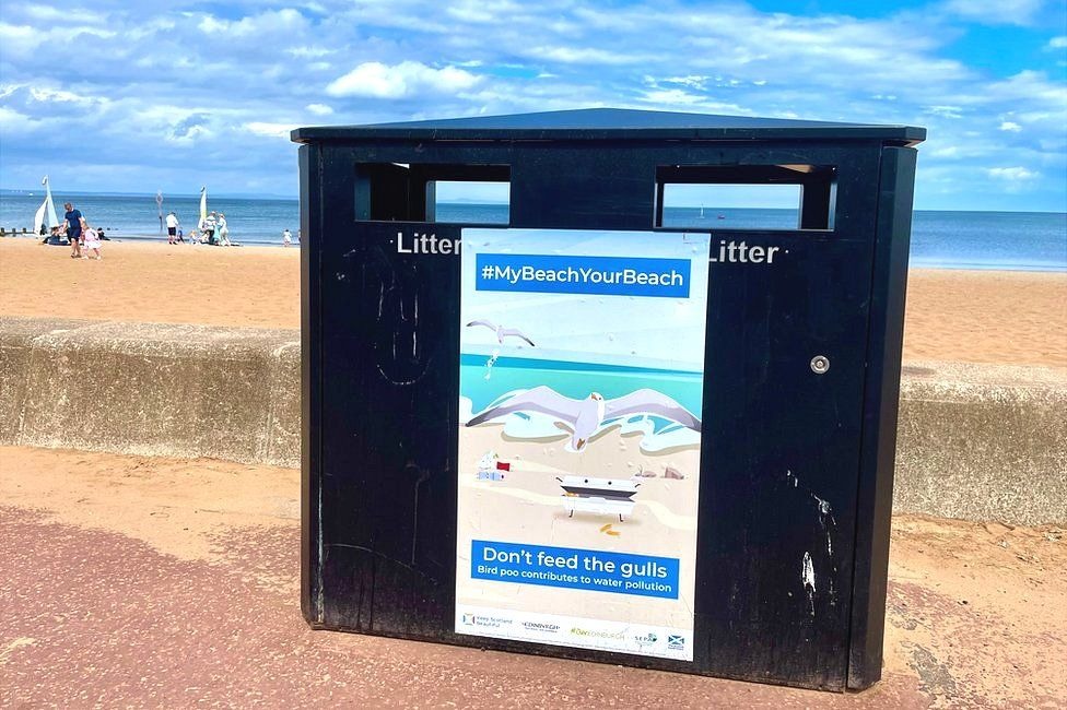Can seagulls pollute the sea?