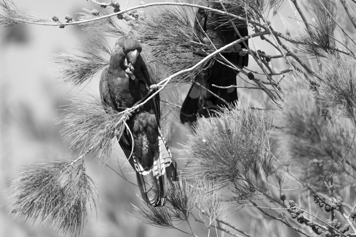 Glossy Black Cockatoos and ecosystems: the slow achievers