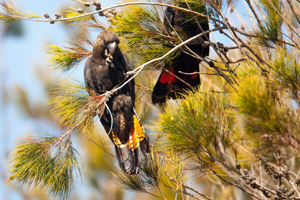 Glossy Black Cockatoos and ecosystems: the slow achievers