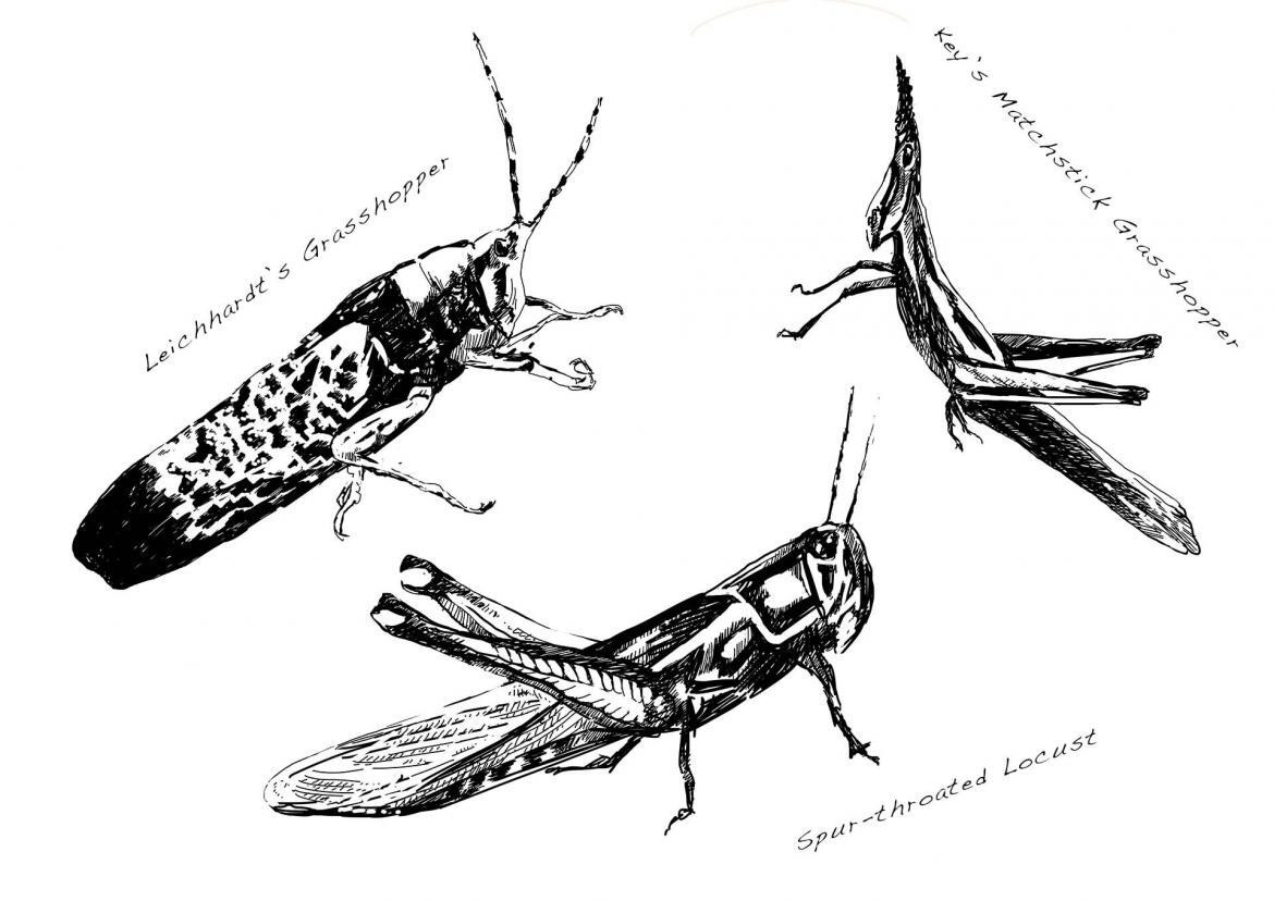 Insect rewilding: These three species of grasshoppers can each give us something different to think about. Image by Simon Mustoe