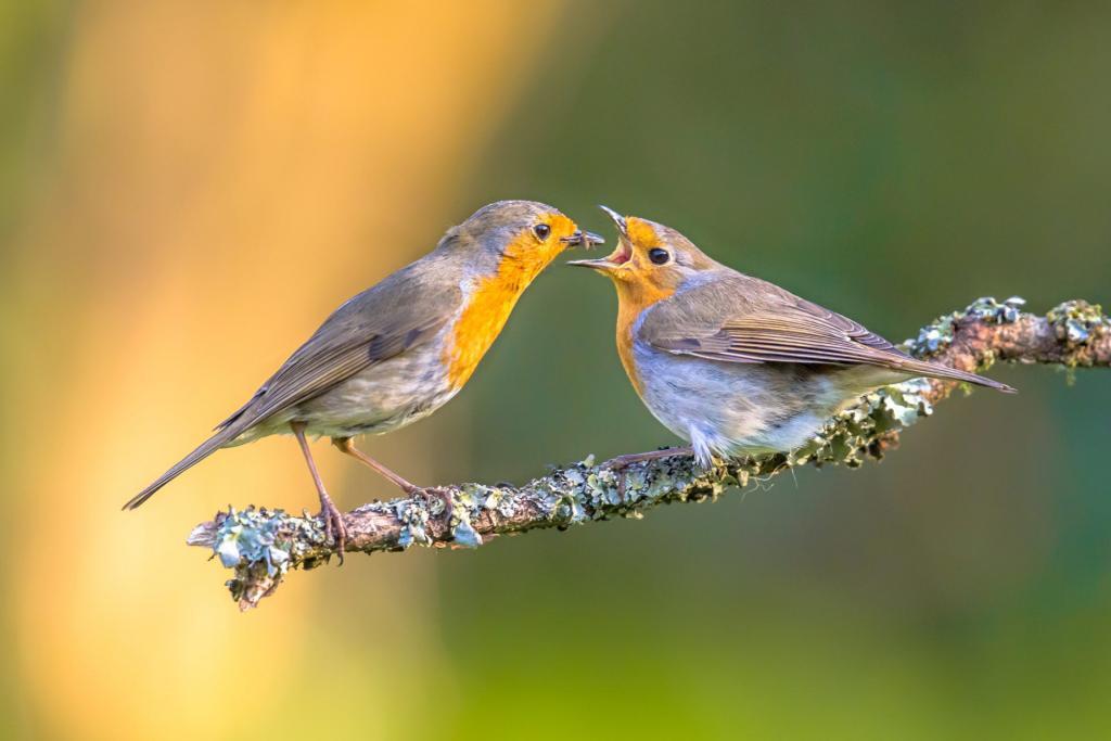 The importance of bird life in your garden